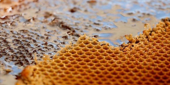 Türkiye'nin Bal İhracatı Yılın İlk Yarısında Yüzde 75 Arttı