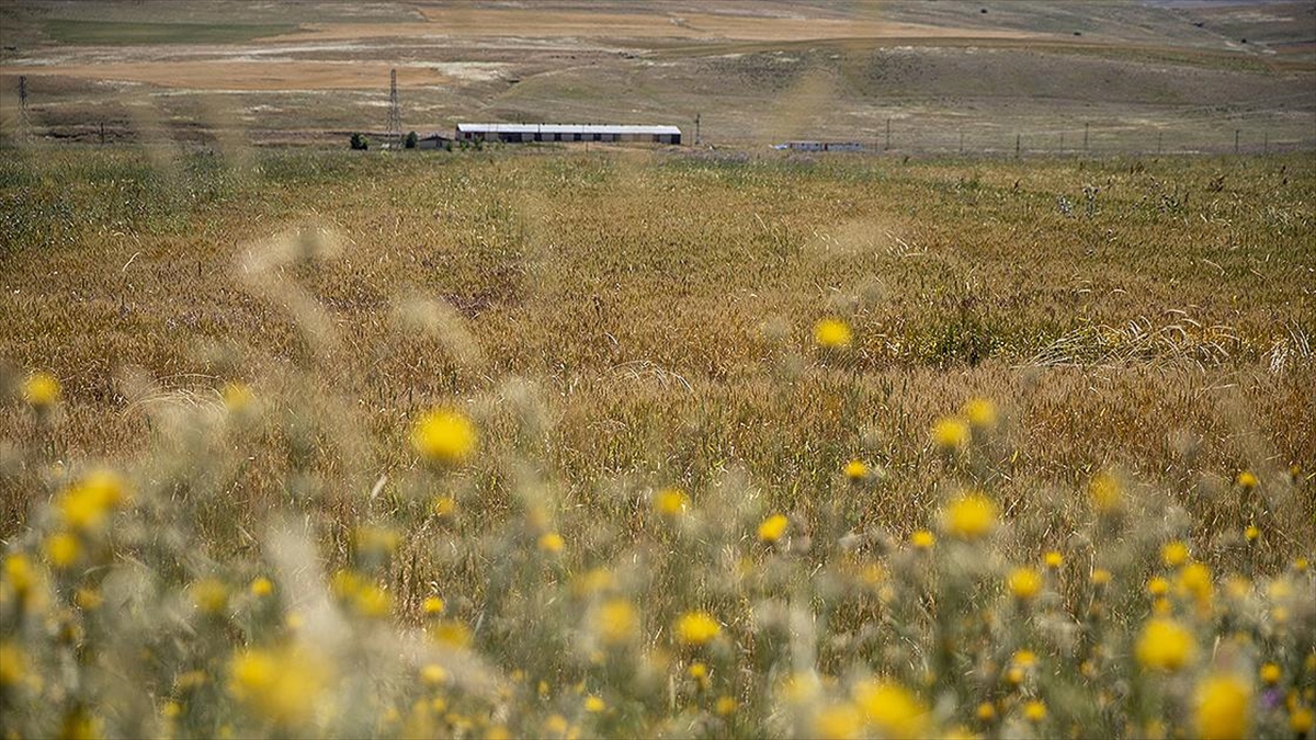 Tohum Desteği Ve Yağış Bereketiyle Erzurum'da Hububatta Yüzde 60 Artış Bekleniyor