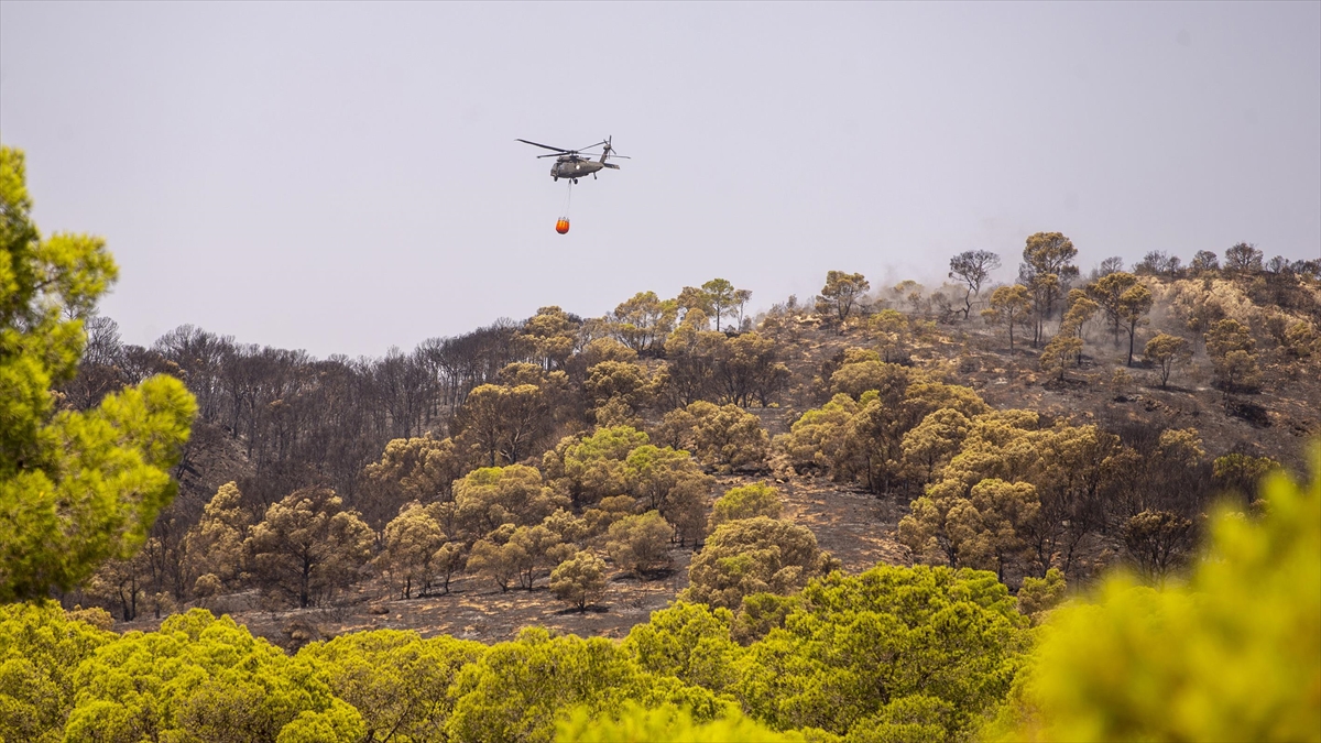 Tunus'ta Bargo Ormanı'ndaki Yangın Büyük Oranda Kontrol Altına Alındı