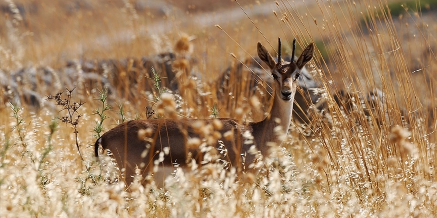 'Gazella Gazella' Türü Dağ Ceylanlarının Varlığı Artıyor