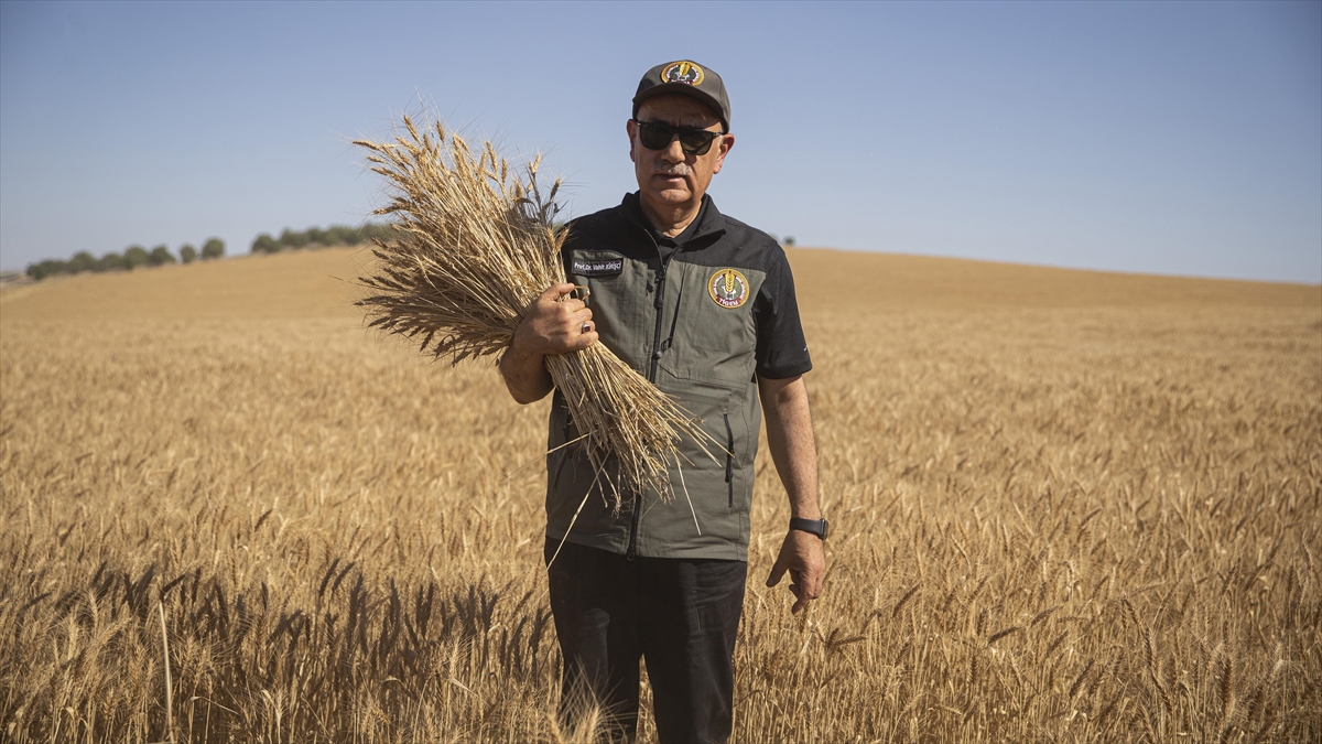 Bakan Kirişci: Buğday Üretimimiz Yurt İçi Talebi Karşılamada Küresel Krizlerden Etkilenmeyecek Noktada