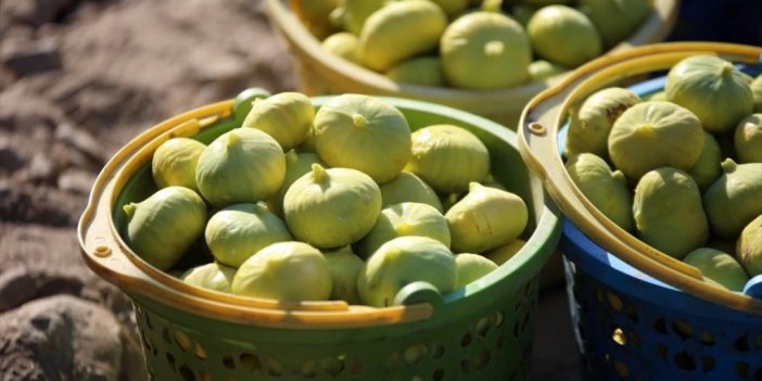 İncirin Başkentinde Hasat Başladı