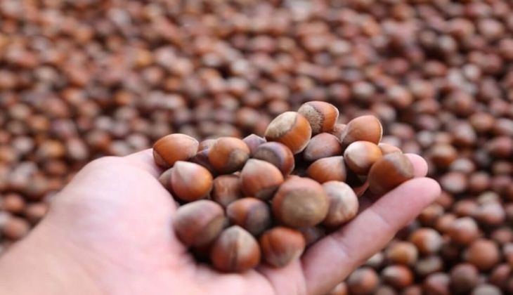 Üretici tepkili! "Satılan fındık maliyeti bile karşılamayacak"