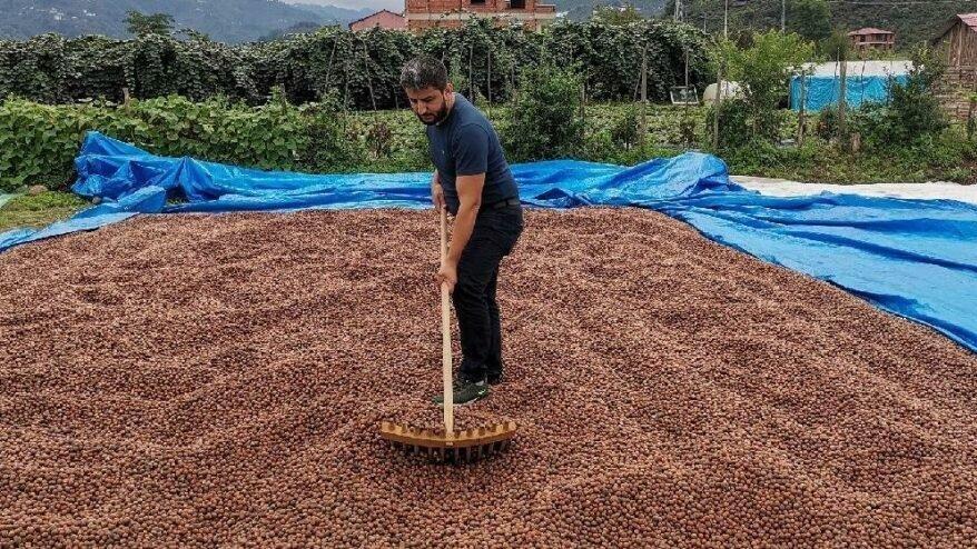 Fındıkta alan bazlı destek yanılgısı: Kilogramı 35 TL’ye kadar düşecek