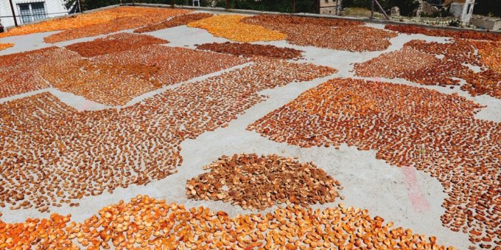 Kayısılar Damlarda Kurutuluyor