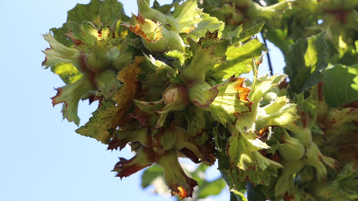 TMO Kabuklu Fındık Alımlarına 22 Ağustos'ta Başlayacak