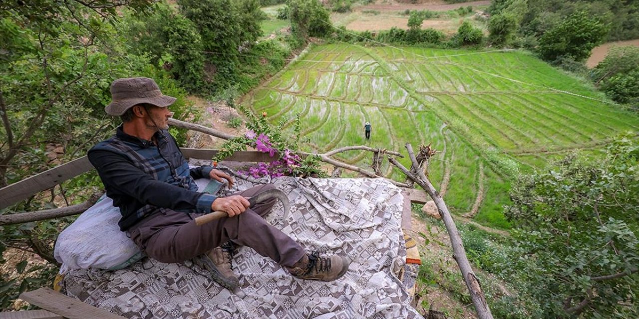 Çukurca'da Çiftçiler Ağaç Üzerinde Yaban Domuzu Nöbeti Tutuyor