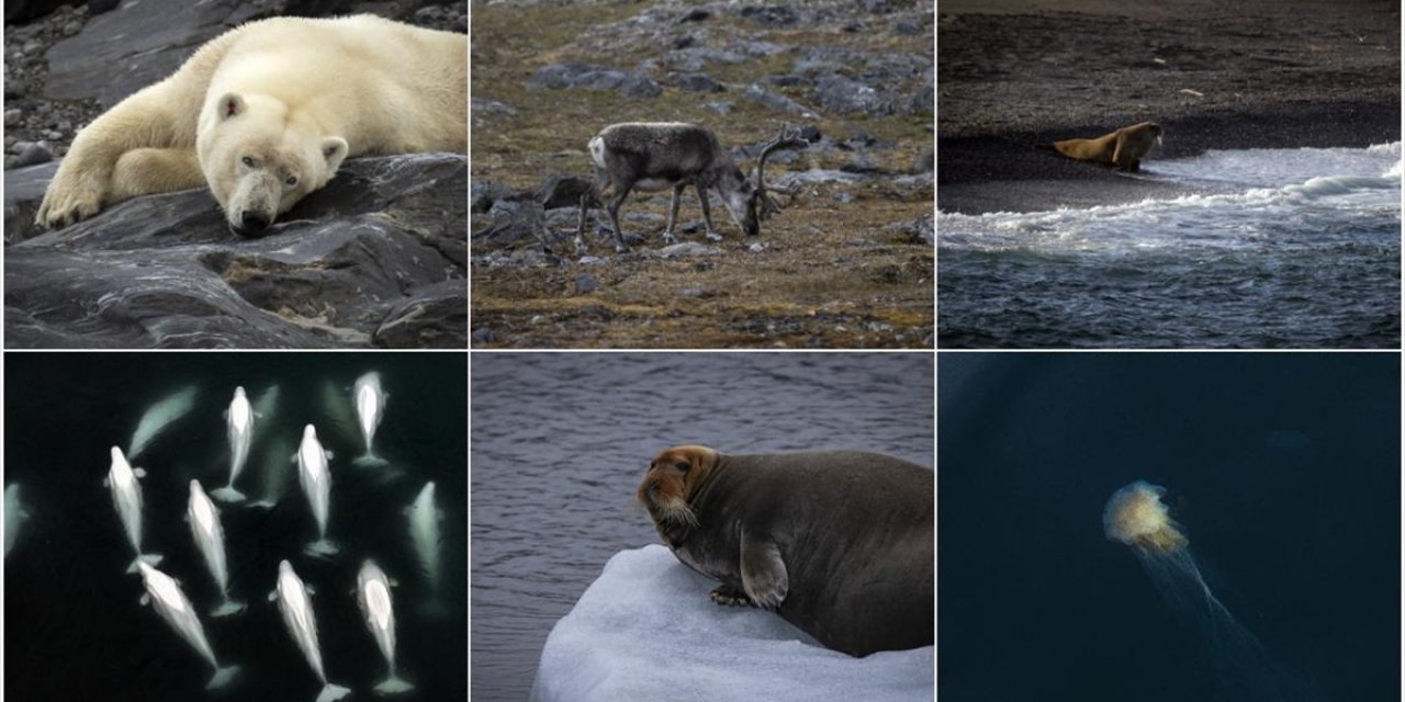 İklim Değişikliği Kuzey Kutup Canlılarının Yaşam Alanını Tehdit Ediyor