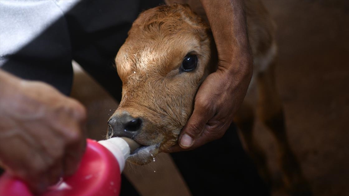 Büyükbaş Desteklerinden Yararlanmada Süreler Güncellendi