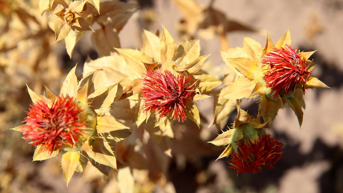 Belediyenin Atıl Arazisi Lise Öğrencilerine Uygulama Alanı Oldu