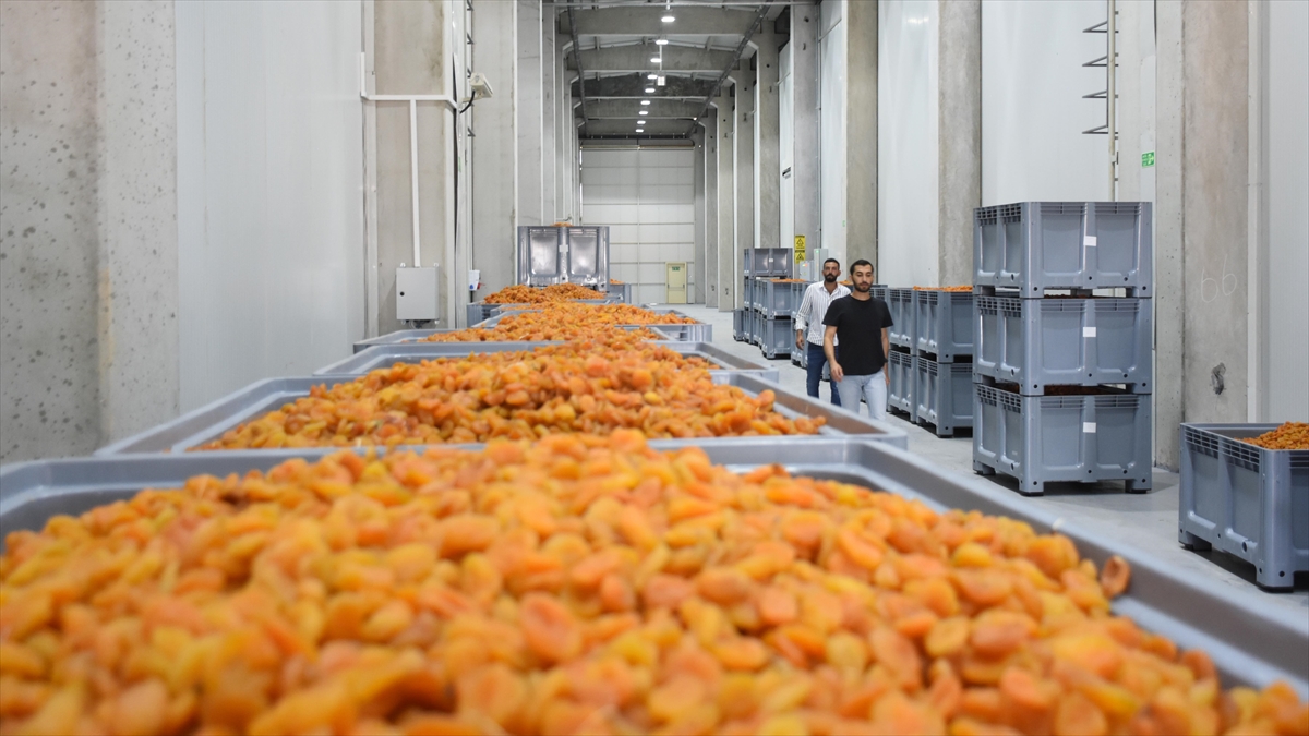 Malatya'da Kayısı Üreticilerinin Lisanslı Depoya İlgisi Artıyor