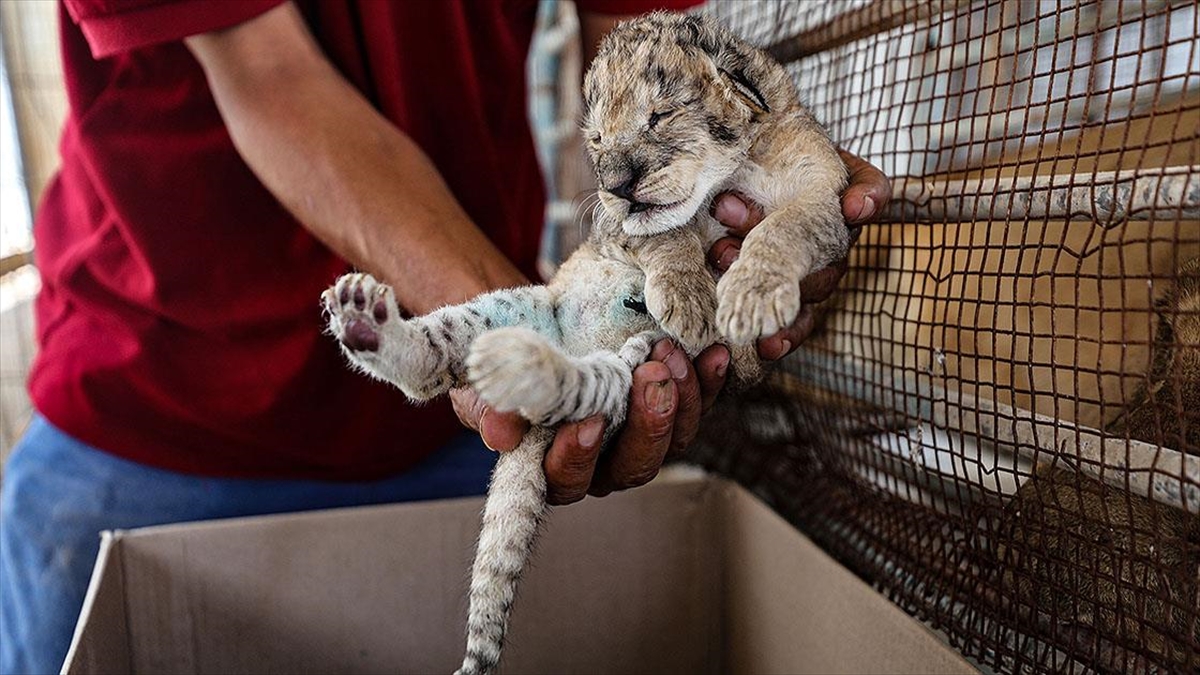 Gazze'de Dişi Aslanın Emzirmeyi Reddettiği 3 Yavrunun Hayata Tutunması İçin Çalışılıyor