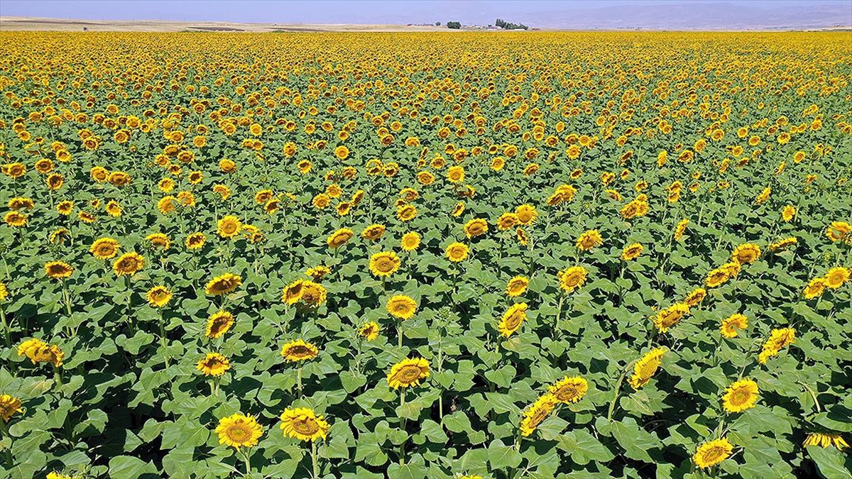 Ayçiçeği Üretiminin Yaygınlaştığı Ağrı'da Ovalar Trakya'yı Andırıyor