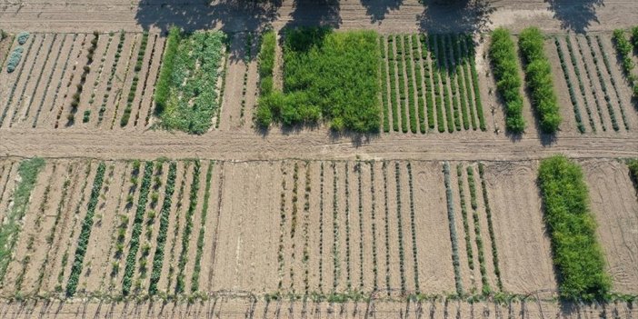 Edirne'deki Tıbbi Ve Aromatik Bitkiler Bahçesi Çiftçilere 'örnek' Olacak