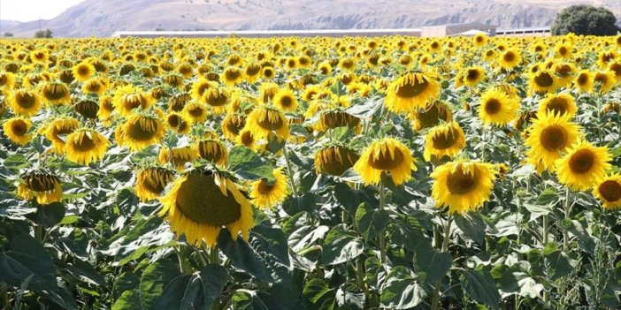 Ayçiçeği Ekim Alanı 22 Kat Artan Sivas'ta 45 Bin Ton Rekolte Bekleniyor