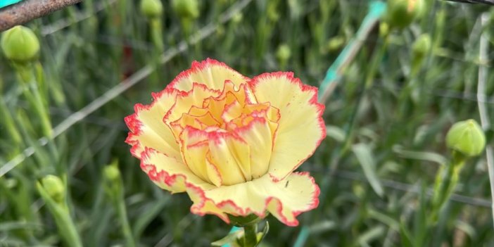 Isparta'da 300 Milyon Dal Karanfil Rekoltesi Bekleniyor