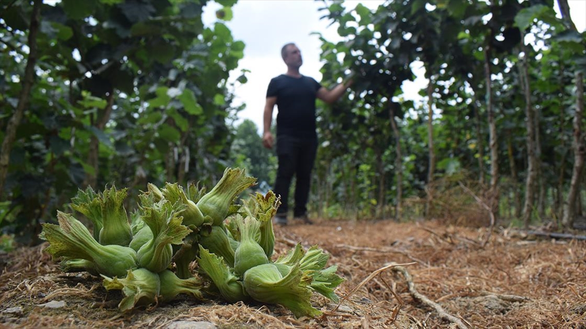 Fındıkta Ocak Sistemine Alternatif Tek Dal Üretimle Verim Artışı Hedefliyor