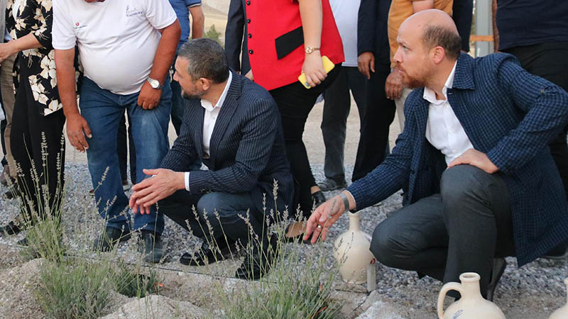 Bilal Erdoğan, valiyle birlikte lavanta bahçesi açtı