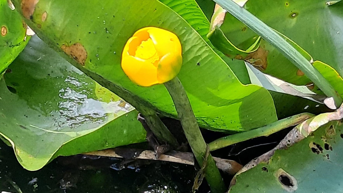 Bolu'da Nilüfer Çiçeği Koparana 109 Bin Lira Ceza Kesilecek