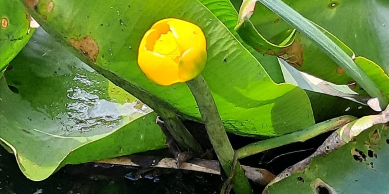 Bolu'da nilüfer çiçeği koparana 109 bin lira ceza