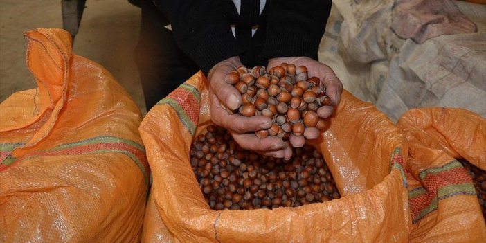 TMO  Fındık Alımlarına Başladı