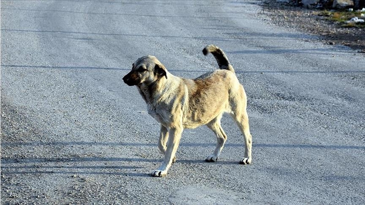 Sokak Köpeklerinin Yerini Harita Üzerinde Gösteren 'havrita.com'a Erişim Engellendi