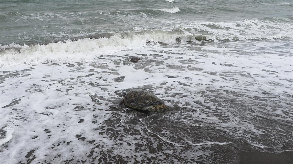 Uydudan İzlenen Caretta Caretta 'esin' 24 Günlük Yolculuğunun Sonunda Mısır'a Ulaştı