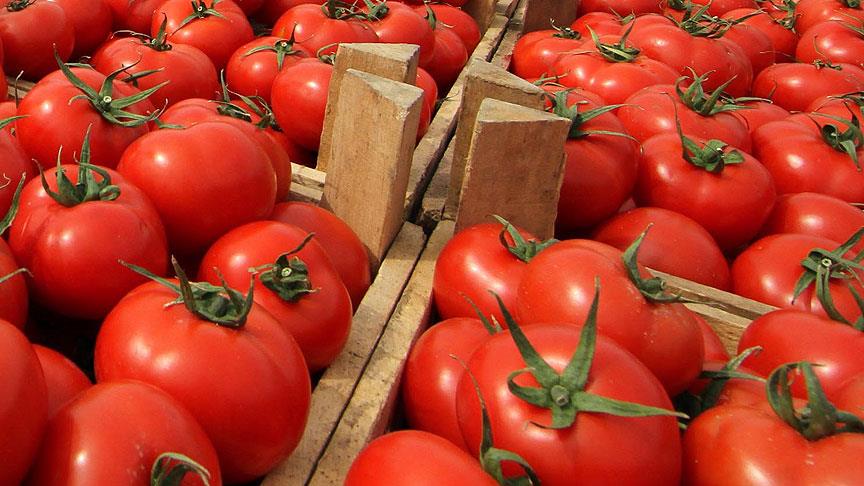 ‘Domates bu kış 50 TL olacak’