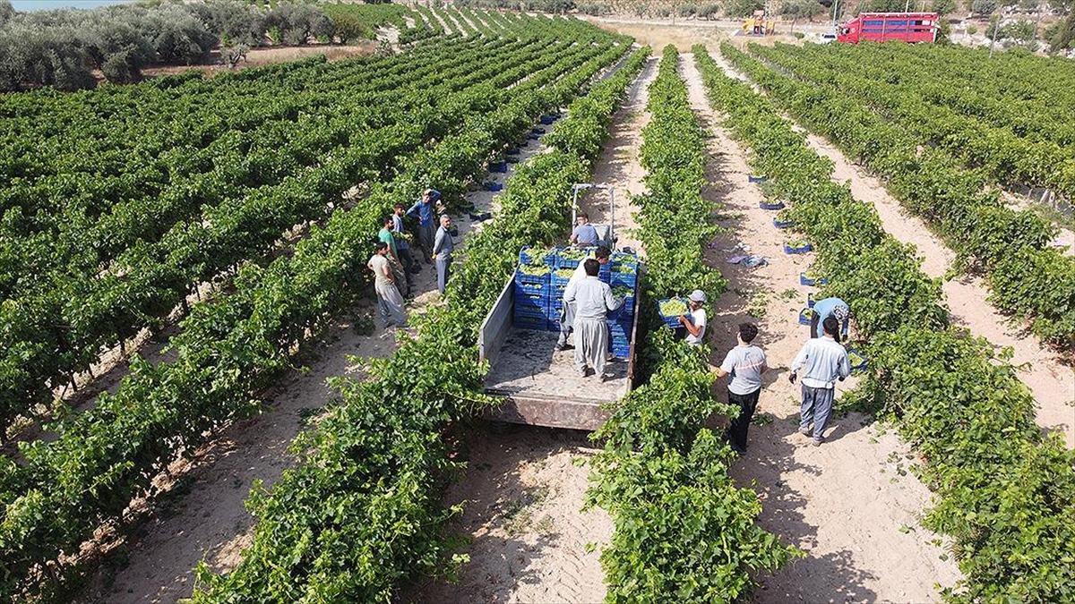 Tmo'nun Alım Politikaları Tarımsal Üretime Olumlu Yansıyacak