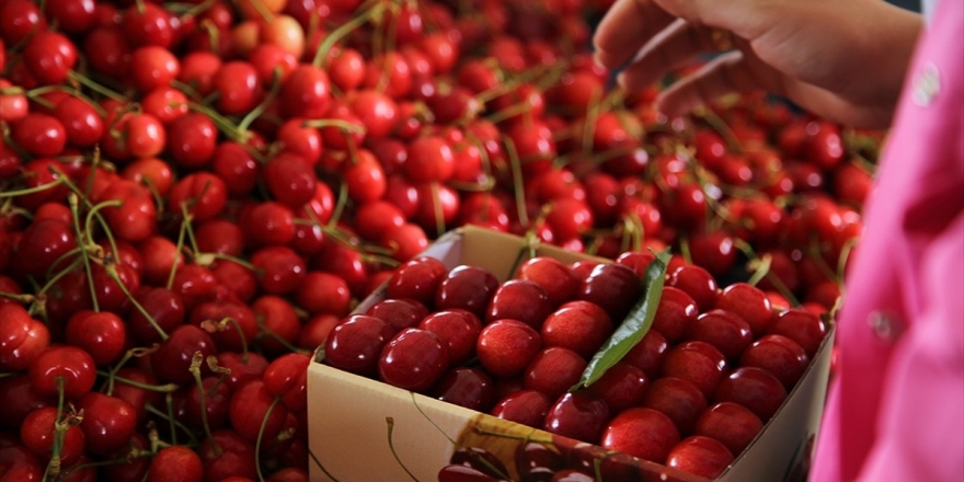 Kiraz İhracatında Rekor Gelebilir