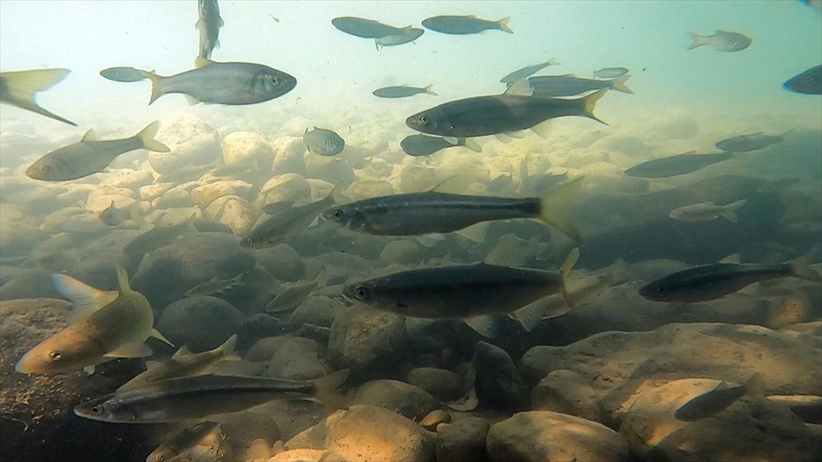 Munzur Çayı Su Altı Güzellikleriyle 'Doğal Akvaryum' Gibi