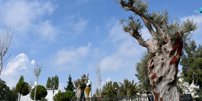KESİLMEKTEN KURTARILAN AĞAÇLAR KUŞADASI’NDA ÖLÜMSÜZLEŞİYOR