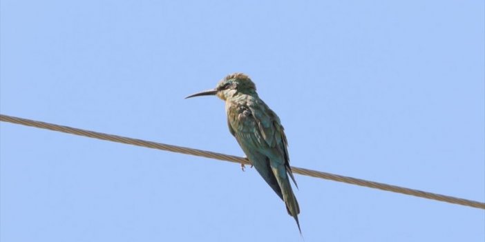 Yeşil Arı Kuşlarının Ağrı Dağı Eteklerini Nasıl Kullandığı Araştırılıyor
