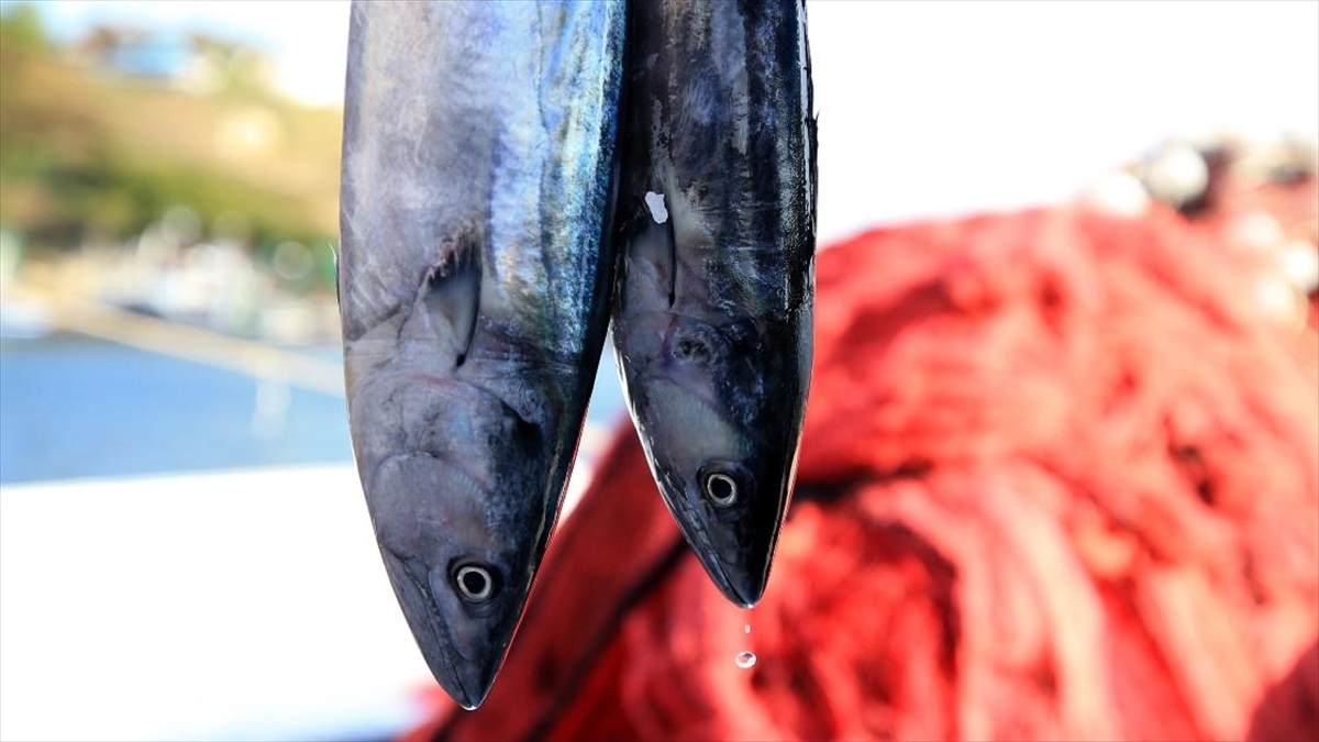 Balıkçılar Sezonun İlk Avından Döndü