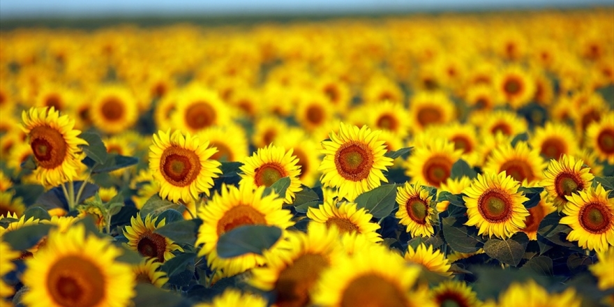 'Sarı Gelin'in Uyanışı Büyülüyor