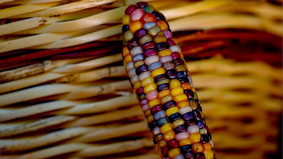 Sosyal Medyada Örgütlenerek Dernekleşen Üreticiler Ata Tohumlarını Toprakla Buluşturdu