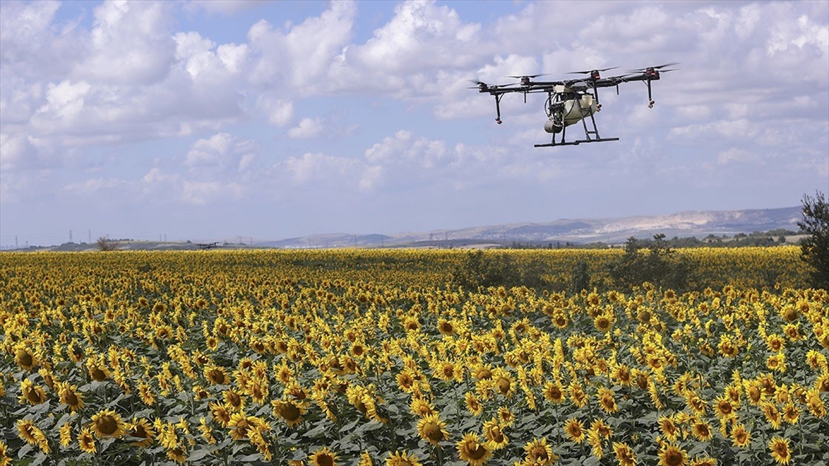 Hızlı Müdahale, Çayır Tırtılının Ayçiçeği Verimine Olumsuz Etkisini Önledi