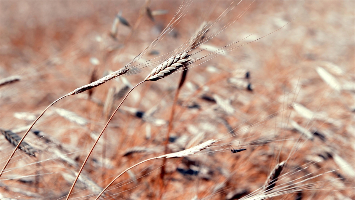 Deneme Amaçlı Ektiği Ata Buğdayında 3 Yılda 32 Ton Verime Ulaştı