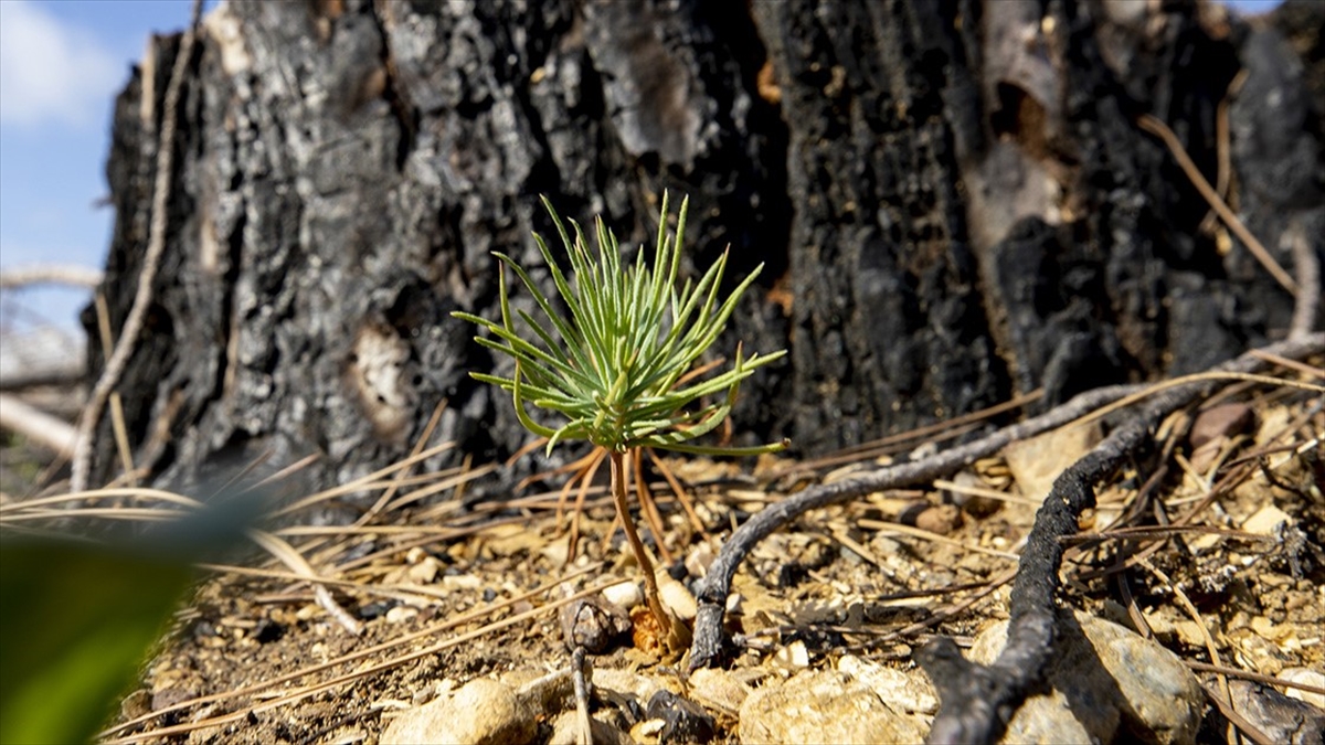 Geçen Yıl Yanan Ormanların Yüzde 90'ında Çalışmalar Tamamlandı
