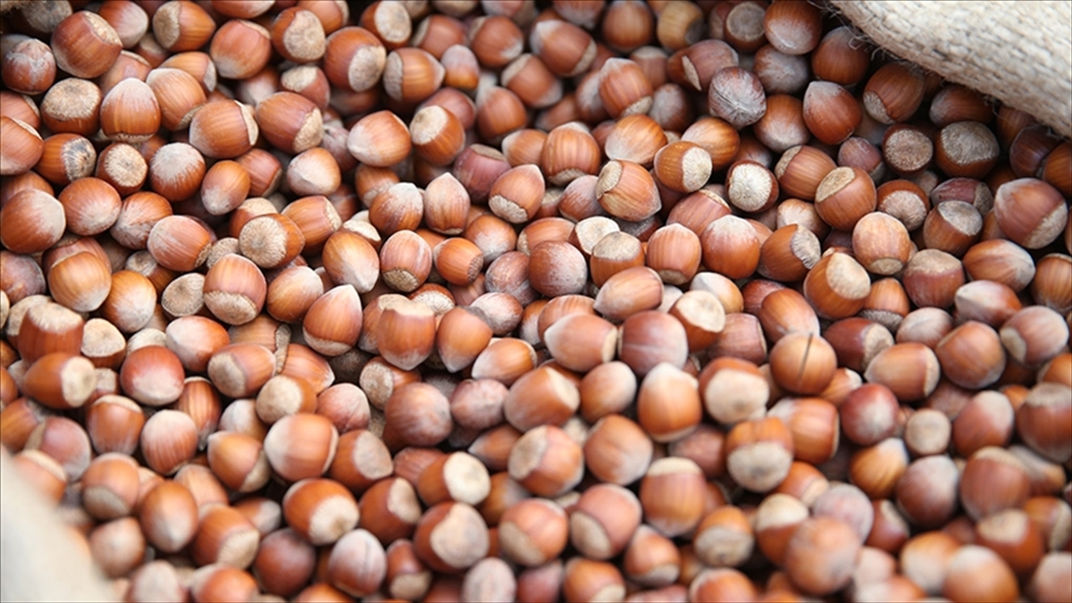 Türkiye Fındık İhracatından Yaklaşık 2 Milyar Dolar Kazandı