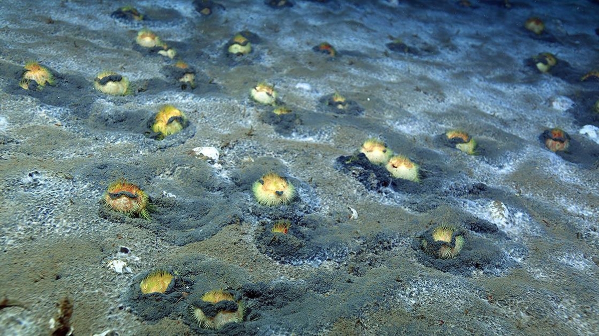 Denizde Zemin Üstüne Çıkan "Deniz Patatesleri" Yaşam Savaşı Veriyor