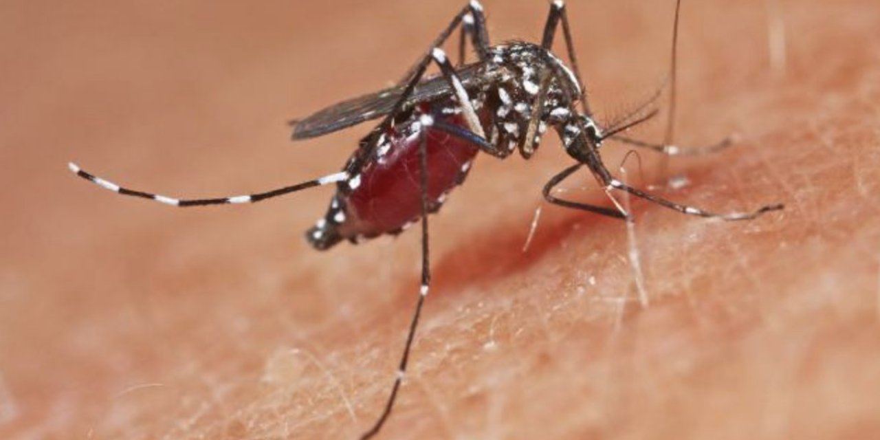 Yunanistan'da Batı Nil Virüsü vakaları artıyor