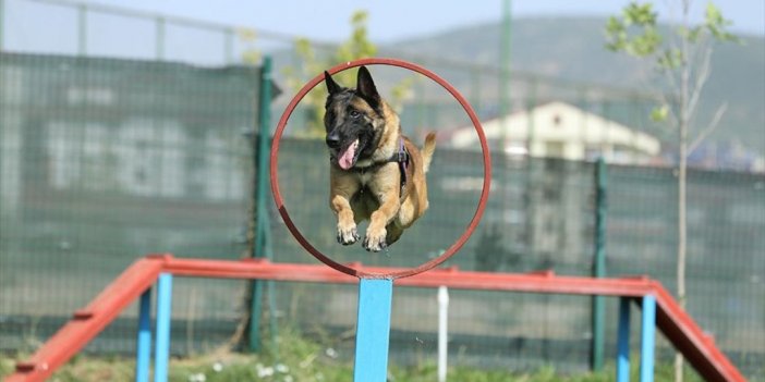 Jandarmanın Can Yoldaşı 'ezber' Yıllardır Uyuşturucunun İzini Sürüyor