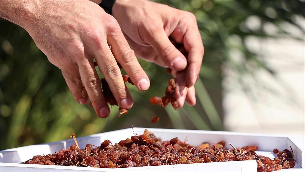 TMO, Manisa'da Çekirdeksiz Kuru Üzüm Alımına Başladı