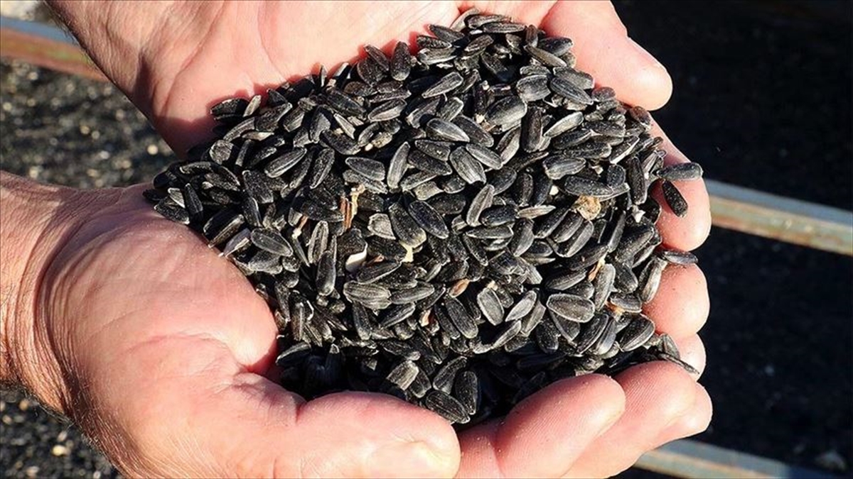 Karadenizbirlik, Ayçiçeği Avans Fiyatını 10,5 Lira Olarak Açıkladı