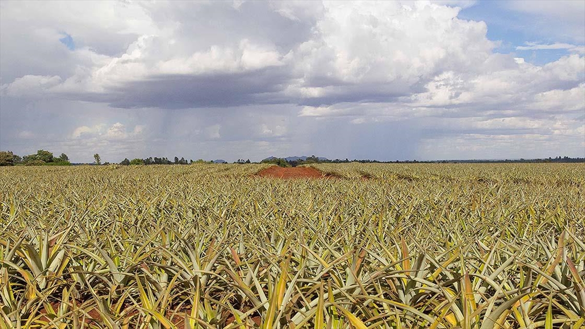 Rapor: Afrika'da Tarımda Daha Fazla Verim İçin Yılda 257 Milyar Dolara İhtiyaç Var