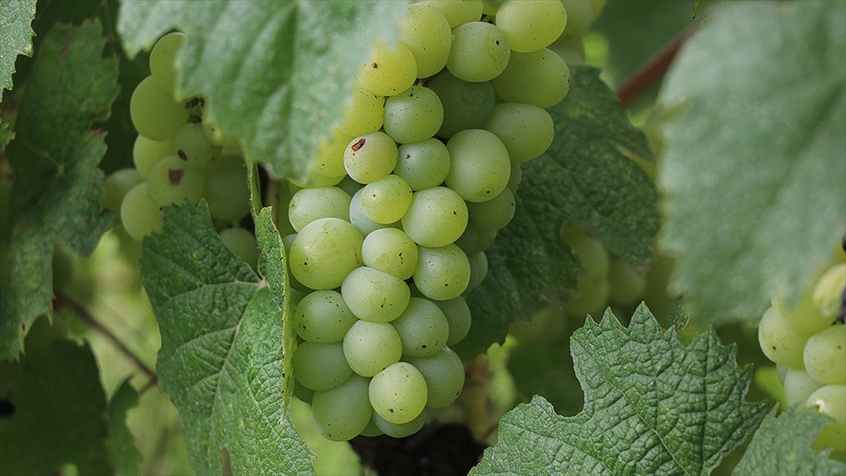 Safranbolu Çavuş Üzümünde Yüksek Rekolte Bekleniyor