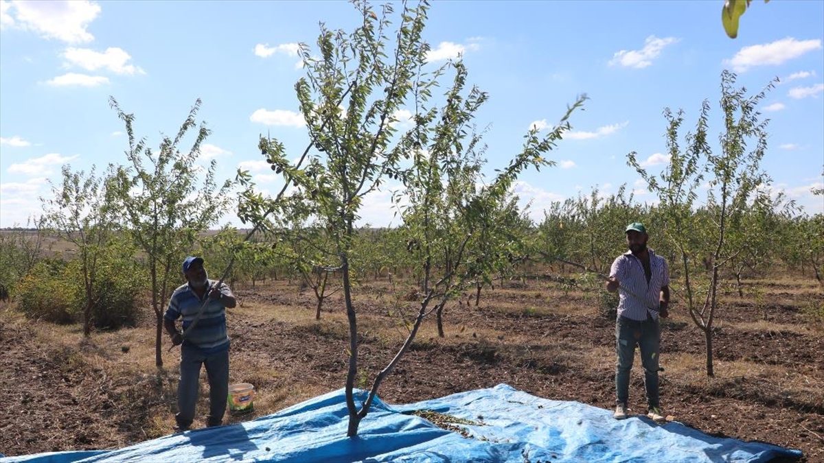 Edirne'de Köylüler 'Devlet Destekli Proje' Sayesinde Badem Üreticisi Oldu