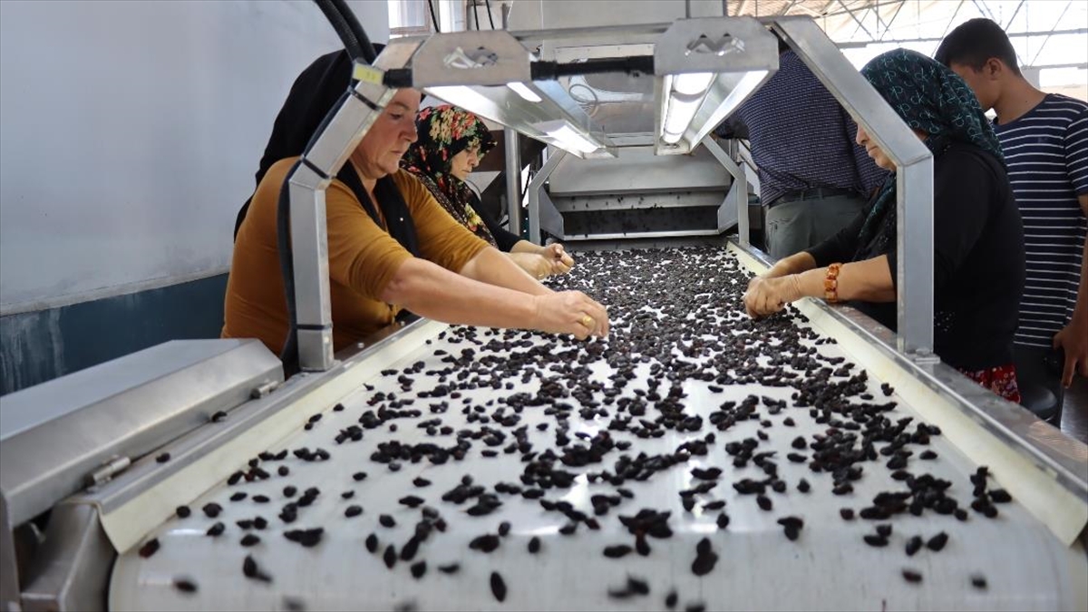 Kilis Kuru Üzümde Kendi Markasıyla Dünyaya Açılmayı Hedefliyor