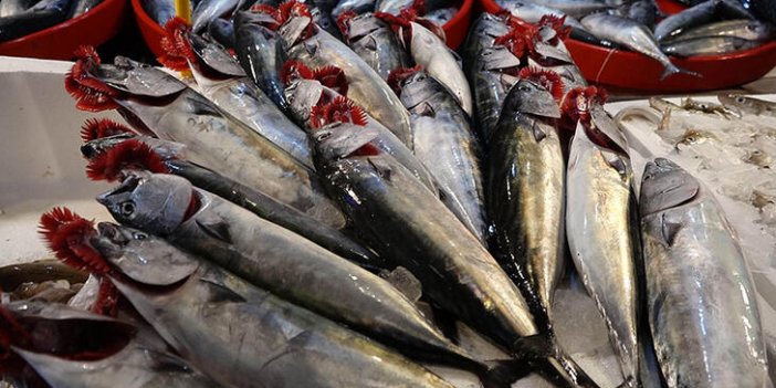 Karadeniz'de palamut bolluğu